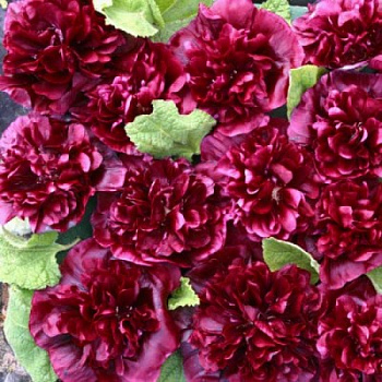 Шток-роза Блекберри