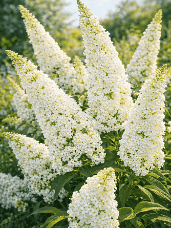 Буддлея давида White Profusion