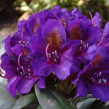 Рододендрон гибридный Марсель менард