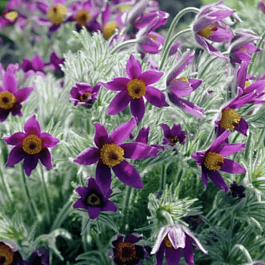 Прострел обыкновенный Bells Violet