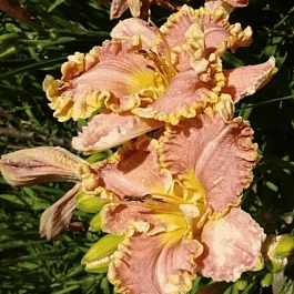 Лилейник Darla Anita