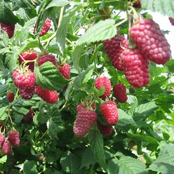 Малина традиционная Терентий штамб