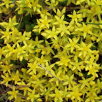 Седум гибридный Йеллоу