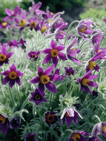 Прострел обыкновенный Bells Violet