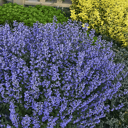 Котовник Фассена Purrsian Blue