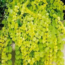 Вербейник монетчатый Golden Foliage