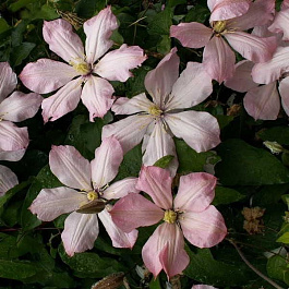 Клематис крупноцветковый Ай Нор