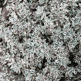 Тимьян лимоннопахнущий Silver Queen