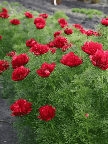 Пион Тонколистный Red Umbrella