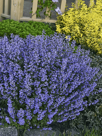 Котовник Фассена Purrsian Blue