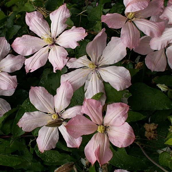 Клематис крупноцветковый Ай Нор