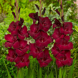 Гладиолус крупноцветковый Эспрессо