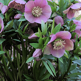 Морозник восточный