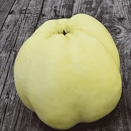 Яблоня Антоновка 600-граммовая