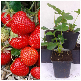 Земляника садовая Элеганс НАБОР 5ШТ