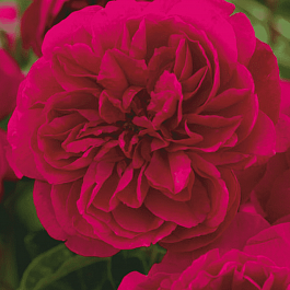 Роза Английская кустовая Thomas a Becket