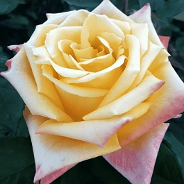 Роза чайно-гибридная Mohana