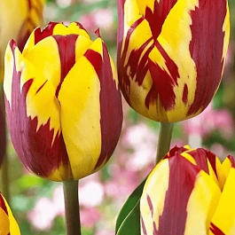 Тюльпан Helmar