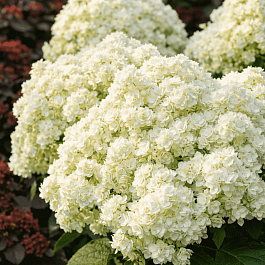 Гортензия древовидная Double Annabelle