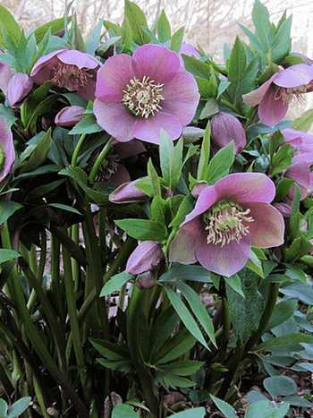 Морозник восточный