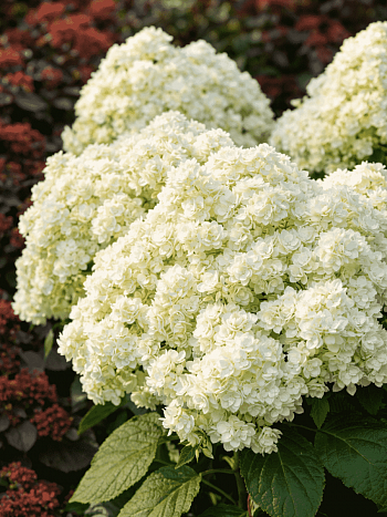 Гортензия древовидная Double Annabelle