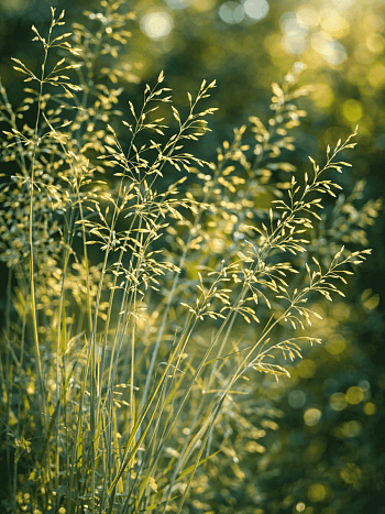 Мятлик сизый Blue Hills