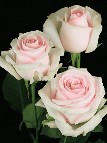 Роза чайно-гибридная Lorein