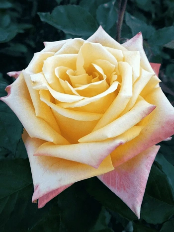 Роза чайно-гибридная Mohana