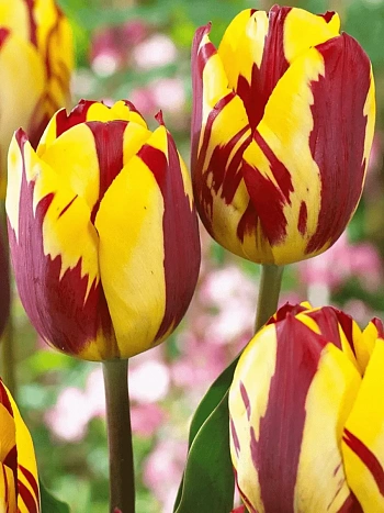 Тюльпан Helmar