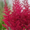 Астильба китайская Vision Vulcano