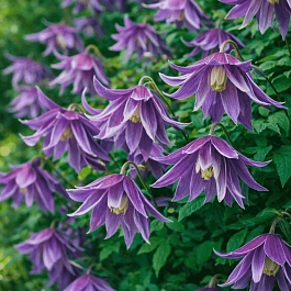 Клематис гибридный Cecile