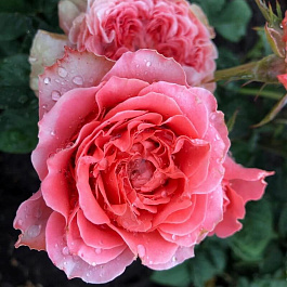 Роза парковая Корал Желе