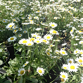 Нивяник наибольший Сноукэп НАБОР 2ШТ.