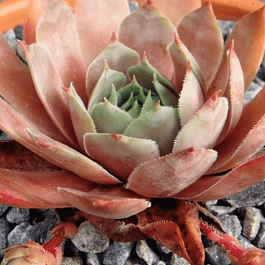 Молодило гибридное Santis