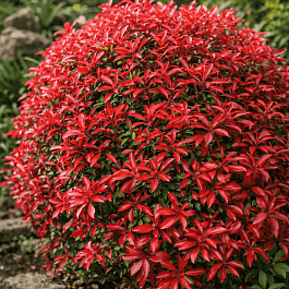 Пиерис японский Mountaine Fire