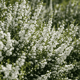 Вереск обыкновенный Kinlochruel