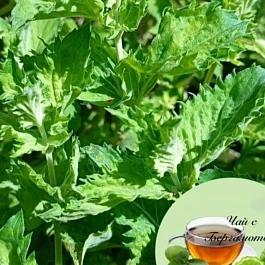 Мята Чай с бергамотом