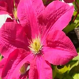 Клематис Kryspina 