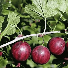 Крыжовник обыкновенный Колобок