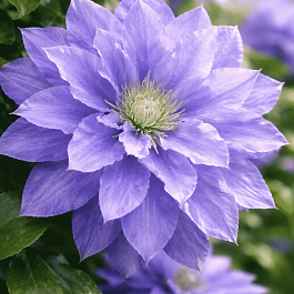 Клематис гибридный Mazury