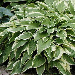 Хоста Форчуна Моерхейм