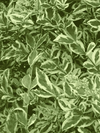 Бирючина овальнолистная Argenteum