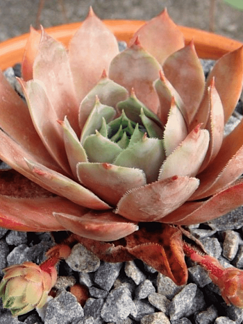 Молодило гибридное Santis