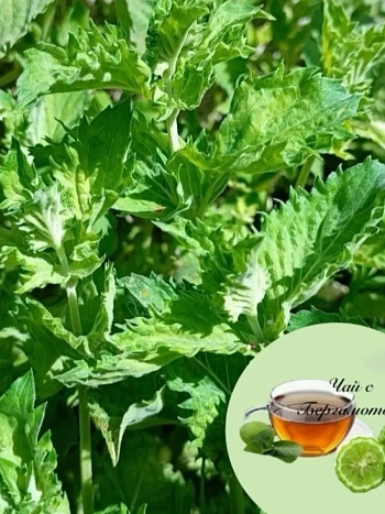 Мята Чай с бергамотом