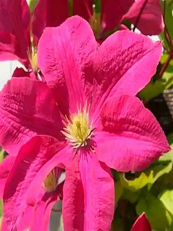 Клематис Kryspina 