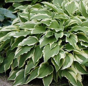 Хоста Форчуна Моерхейм