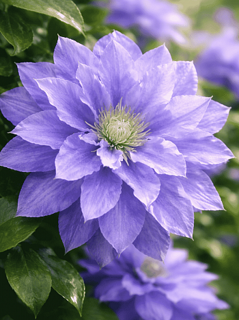 Клематис гибридный Mazury