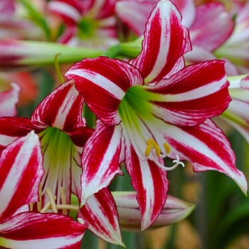 Амариллис гибридный Park Striped