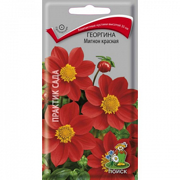 Георгина Мигнон красная Георгина Мигнон красная