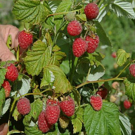 Малина традиционная Рубиновая